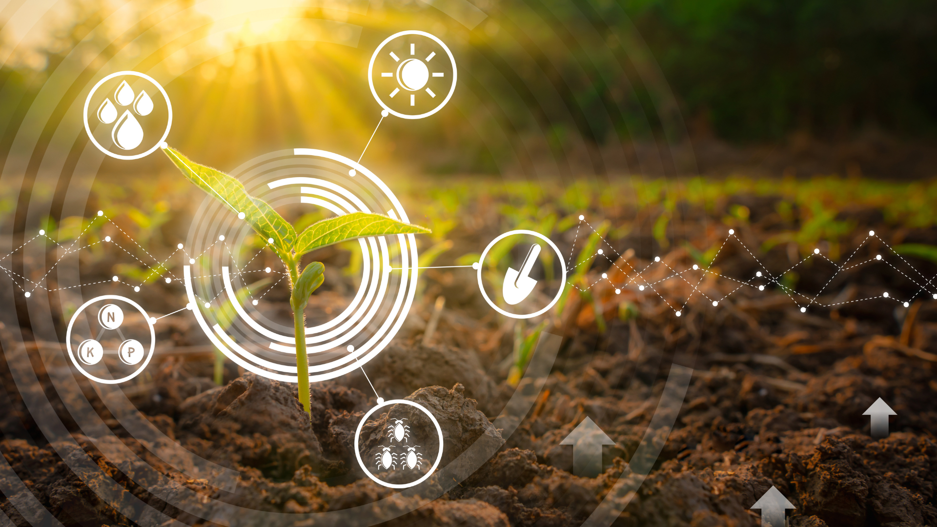 Agriculture de précision et analyse de données