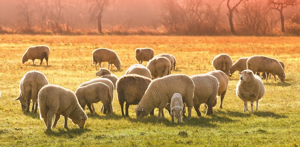 Techniques avancées d’élevage et reproduction