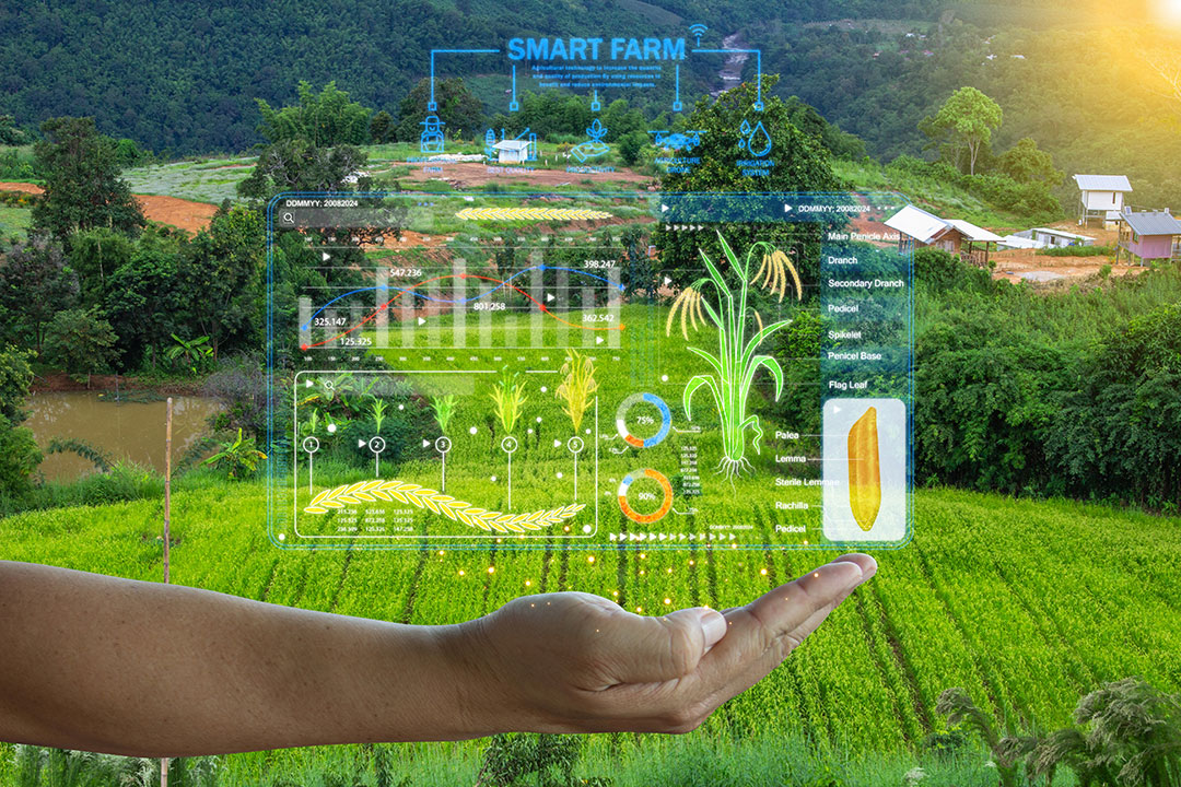 Marché digital agricole AGRISEN